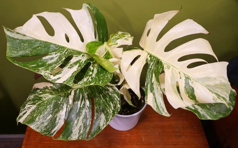 Why Is Monstera Albo So Expensive