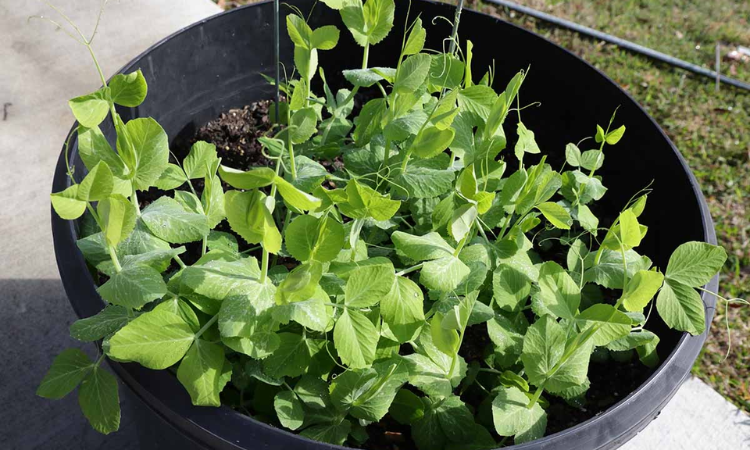 How to Grow Sweet Peas in Pots?