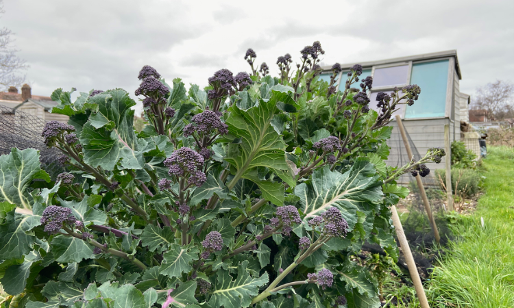 How to Grow Purple Sprouting Broccoli?