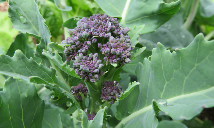 How to Grow Purple Sprouting Broccoli?