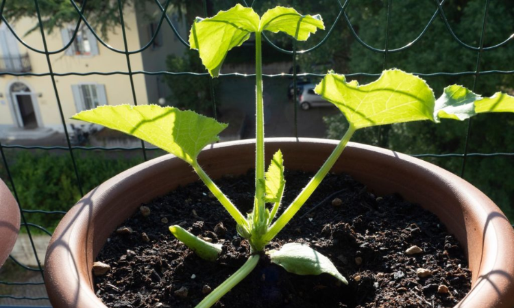 How to Grow Courgettes in Pots?