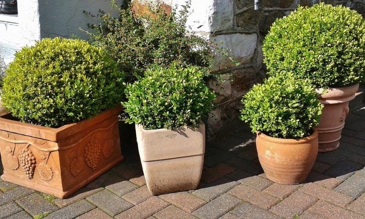 How to Revive a Buxus Plant?