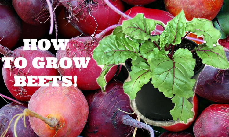 How to Grow Beetroot From Seed?