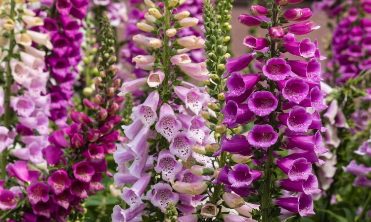 How to Grow Foxgloves From Seed?