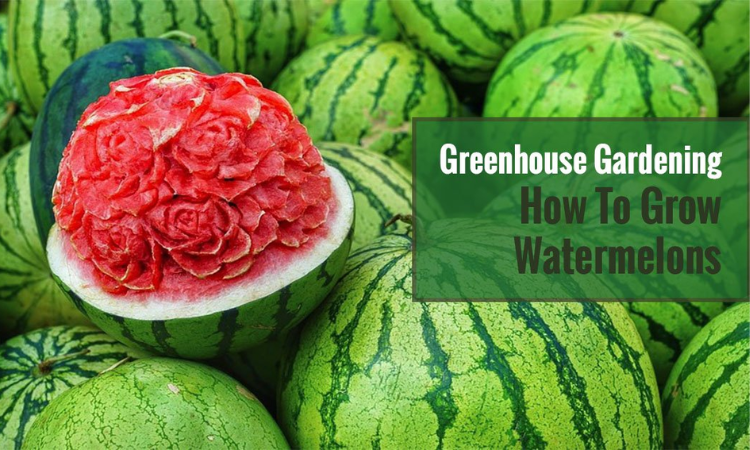 How to Grow Melons in a Greenhouse?