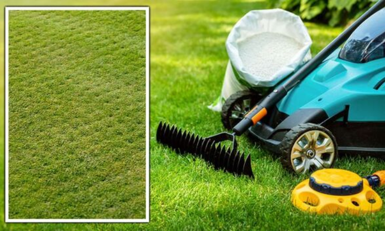When is the Best Time to Scarify Your Lawn?